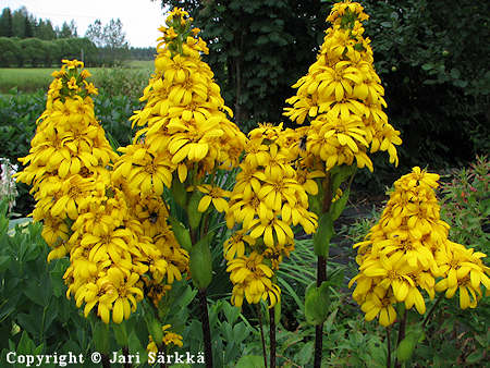 Ligularia 'Ofelia', kuljunnauhus